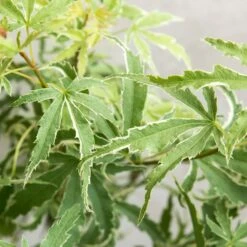 Acer Palmatum 'butterfly' – érable Du Japon – Arbuste – Rustique – ⌀10,5 Cm - ↕25-30 Cm -Terre et Verdure 640b75843c0702.39679487