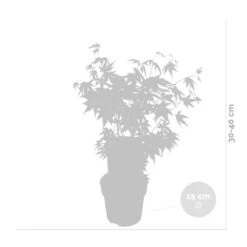 Acer Palmatum 'orange Dream' - érable Du Japon - Arbuste - Rustique - ⌀15 Cm - ↕30-40 Cm -Terre et Verdure 640b75850c7fc3.34058057