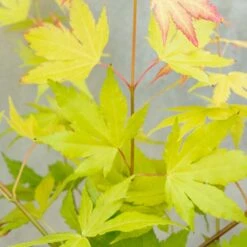 Acer Palmatum 'orange Dream' - érable Du Japon - Arbuste - Rustique - ⌀15 Cm - ↕30-40 Cm -Terre et Verdure 640b75850fba80.15442681
