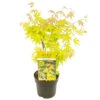 Acer Palmatum 'orange Dream' - érable Du Japon - Arbuste - Rustique - ⌀15 Cm - ↕30-40 Cm 1 Acer Palmatum 'orange Dream' - érable Du Japon - Arbuste - Rustique - ⌀15 Cm - ↕30-40 Cm -Terre et Verdure 640b75851a6057.64105101