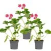 3x Fragaria 'pink Summer Breeze' – Fraisier – Entretien Facile – ⌀10,5 Cm - ↕15-20 Cm -Terre et Verdure 640b77b9ef9bd3.38402949