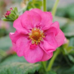 3x Fragaria 'pink Summer Breeze' – Fraisier – Entretien Facile – ⌀10,5 Cm - ↕15-20 Cm -Terre et Verdure 640b77ba252ea0.06918409