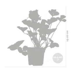 3x Fragaria 'snow Summer Breeze' – Fraisier – Entretien Facile – ⌀10,5 Cm - ↕15-20 Cm -Terre et Verdure 640b77bf29ba88.10497191