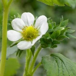 3x Fragaria 'snow Summer Breeze' – Fraisier – Entretien Facile – ⌀10,5 Cm - ↕15-20 Cm -Terre et Verdure 640b77bf42b5a5.98431669