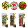 3x Mini Fruit Mix – Arbres Fruitiers – Facile D'entretien – ⌀9 Cm - ↕30-35 Cm -Terre et Verdure 640b77c3b17c80.10694661