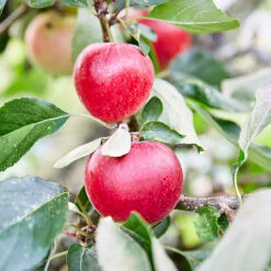 3x Mini Fruit Mix – Arbres Fruitiers – Facile D'entretien – ⌀9 Cm - ↕30-35 Cm -Terre et Verdure 640b77c3b6c818.93588649