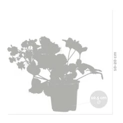 3x Fragaria 'red Summer Breeze' – Fraisier – Entretien Facile – ⌀10,5 Cm - ↕15-20 Cm -Terre et Verdure 640b77c82882e9.60853617