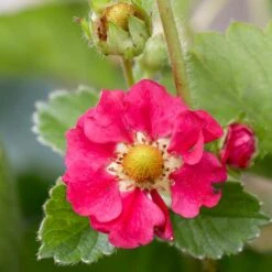 3x Fragaria 'red Summer Breeze' – Fraisier – Entretien Facile – ⌀10,5 Cm - ↕15-20 Cm -Terre et Verdure 640b77c8530836.31029797
