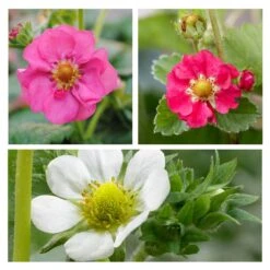 3x Fragaria Summer Breeze Mix – Fraisier – Facile D'entretien – ⌀10,5 Cm - ↕15-20 Cm -Terre et Verdure 640b77c9259ff8.65399678