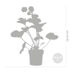 3x Fragaria Summer Breeze Mix – Fraisier – Facile D'entretien – ⌀10,5 Cm - ↕15-20 Cm -Terre et Verdure 640b77c92afa69.12136221
