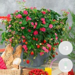 3x Fragaria Summer Breeze Mix – Fraisier – Facile D'entretien – ⌀10,5 Cm - ↕15-20 Cm -Terre et Verdure 640b77c938fd70.79857815