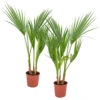 2x Washingtonia Robusta - Palmier Mexicain - Palmier Extérieur - Persistant – ⌀14 Cm - ↕35-45 Cm -Terre et Verdure 640b77cca0dcf8.74720238