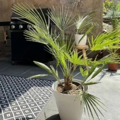 Washingtonia Robusta - Palmier Mexicain - Palmier Extérieur - Persistant – ⌀14 Cm - ↕35-45 Cm -Terre et Verdure 640b77d4abbb07.99400858
