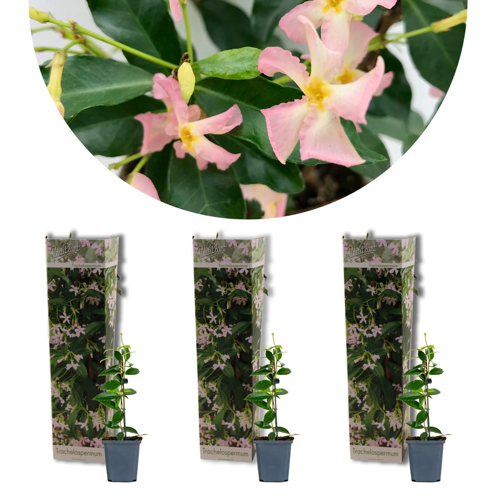 3x Trachelospermum 'pink Showers' – Jasmin De Toscane – Plante Grimpante – ⌀9 Cm - ↕15-20 Cm 3 3x Trachelospermum 'pink Showers' – Jasmin De Toscane – Plante Grimpante – ⌀9 Cm - ↕15-20 Cm