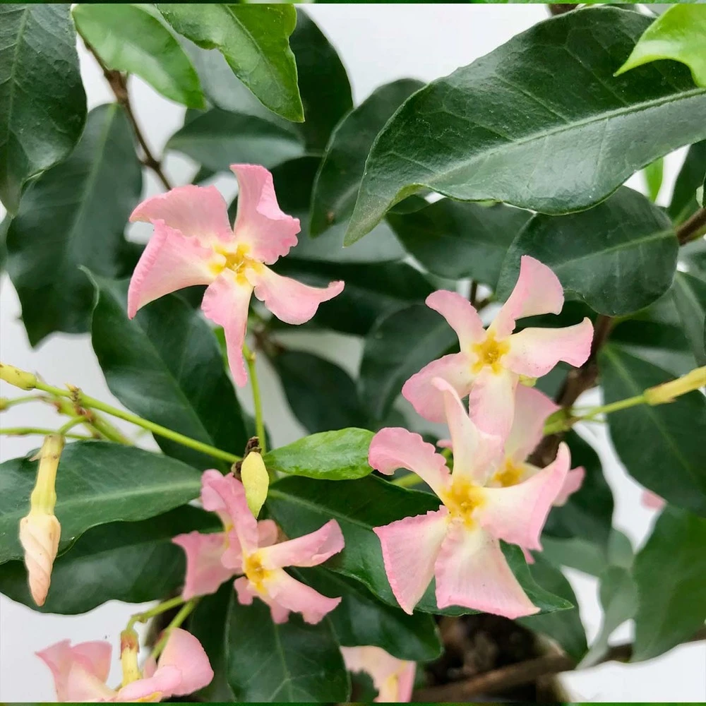 3x Trachelospermum 'pink Showers' – Jasmin De Toscane – Plante Grimpante – ⌀9 Cm - ↕15-20 Cm 6 3x Trachelospermum 'pink Showers' – Jasmin De Toscane – Plante Grimpante – ⌀9 Cm - ↕15-20 Cm – Image 4
