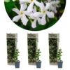 3x Trachelospermum Jasminoides – Jasmin De Toscane – Plante Grimpante – Rustique – ⌀9 Cm - ↕15-20 Cm 2 3x Trachelospermum Jasminoides – Jasmin De Toscane – Plante Grimpante – Rustique – ⌀9 Cm - ↕15-20 Cm -Terre et Verdure 640b77fd99b268.48719897