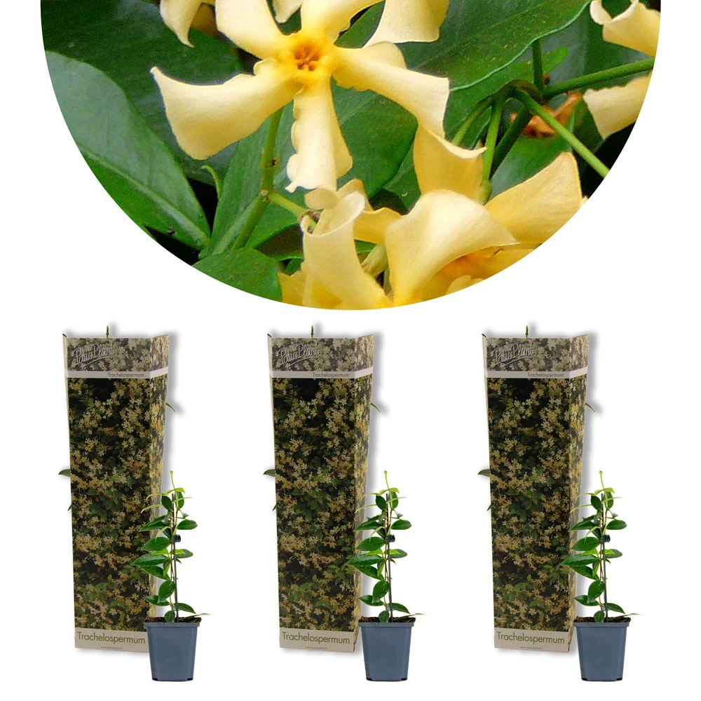 3x Trachelospermum Star Of Toscany – Jasmin De Toscane – Rustique – ⌀9 Cm - ↕15-20 Cm 3 3x Trachelospermum Star Of Toscany – Jasmin De Toscane – Rustique – ⌀9 Cm - ↕15-20 Cm
