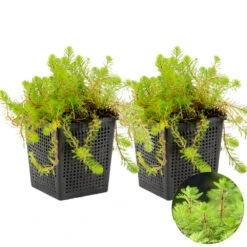 2x Myriophyllum 'red Stem' – Featherwort – Oxygen Plant – Zone 2 à 5 – ⌀11 Cm - ↕15-25 Cm 5 2x Myriophyllum 'red Stem' – Featherwort – Oxygen Plant – Zone 2 à 5 – ⌀11 Cm - ↕15-25 Cm -Terre et Verdure 640b7815459855.66766136