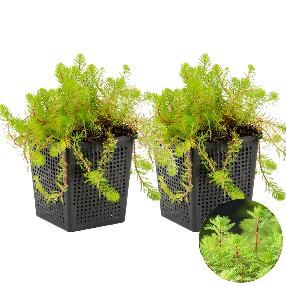 2x Myriophyllum 'red Stem' – Featherwort – Oxygen Plant – Zone 2 à 5 – ⌀11 Cm - ↕15-25 Cm 4 2x Myriophyllum 'red Stem' – Featherwort – Oxygen Plant – Zone 2 à 5 – ⌀11 Cm - ↕15-25 Cm – Image 2