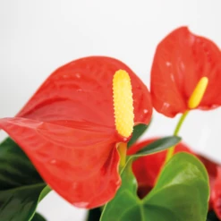 Anthurium 'aristo' Orange - Plante Flamingo - Entretien Facile - ⌀14 Cm - ↕45-55 Cm -Terre et Verdure 640b783c1a67b2.46936634
