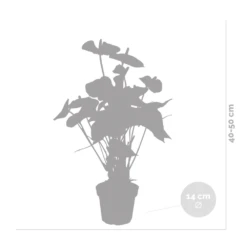 Anthurium 'aristo' Orange - Plante Flamingo - Entretien Facile - ⌀14 Cm - ↕45-55 Cm -Terre et Verdure 640b783c301436.46862337