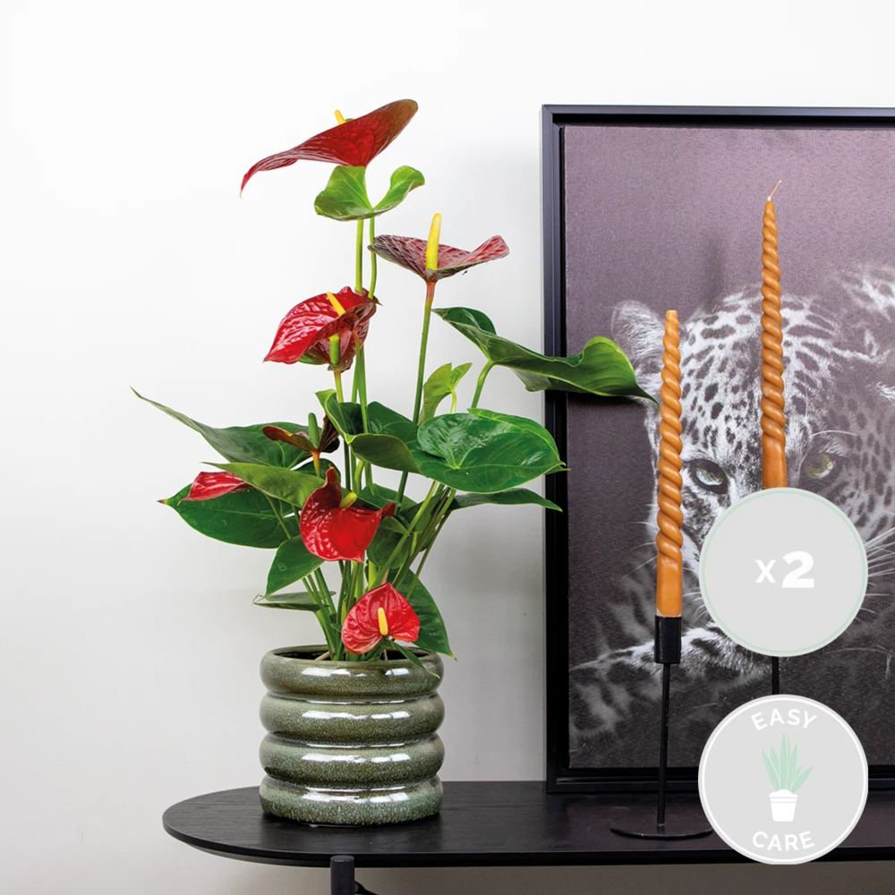 2x Anthurium 'aristo' Red– Flamingo Plant - Facile D'entretien - ⌀14 Cm - ↕45-55 Cm 4 2x Anthurium 'aristo' Red– Flamingo Plant - Facile D'entretien - ⌀14 Cm - ↕45-55 Cm – Image 2
