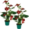 2x Anthurium 'aristo' Red– Flamingo Plant - Facile D'entretien - ⌀14 Cm - ↕45-55 Cm -Terre et Verdure 640b783e469480.64156373