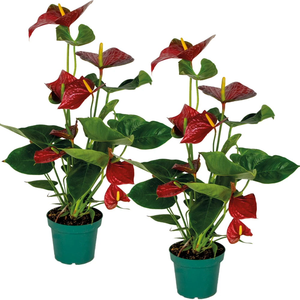 2x Anthurium 'aristo' Red– Flamingo Plant - Facile D'entretien - ⌀14 Cm - ↕45-55 Cm 3 2x Anthurium 'aristo' Red– Flamingo Plant - Facile D'entretien - ⌀14 Cm - ↕45-55 Cm