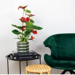 2x Anthurium 'aristo' Red– Flamingo Plant - Facile D'entretien - ⌀14 Cm - ↕45-55 Cm 10 2x Anthurium 'aristo' Red– Flamingo Plant - Facile D'entretien - ⌀14 Cm - ↕45-55 Cm -Terre et Verdure 640b783e502989.76282242