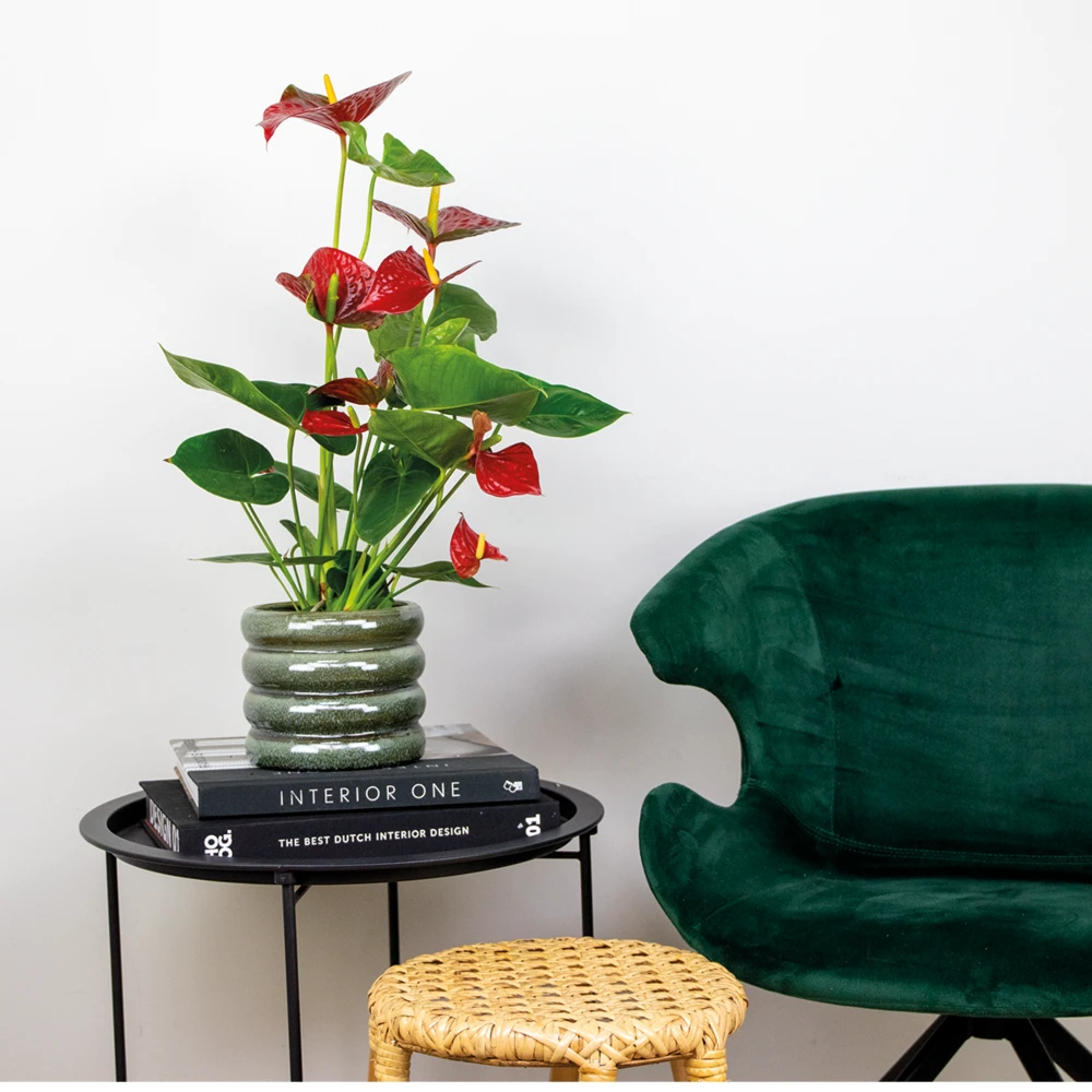 2x Anthurium 'aristo' Red– Flamingo Plant - Facile D'entretien - ⌀14 Cm - ↕45-55 Cm 6 2x Anthurium 'aristo' Red– Flamingo Plant - Facile D'entretien - ⌀14 Cm - ↕45-55 Cm – Image 4