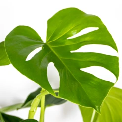 Monstera Deliciosa Incl. Panier En Jonc De Mer - Purificateur D'air - ⌀21 Cm - ↕70-80 Cm 9 Monstera Deliciosa Incl. Panier En Jonc De Mer - Purificateur D'air - ⌀21 Cm - ↕70-80 Cm -Terre et Verdure 640b7868eff439.97881237