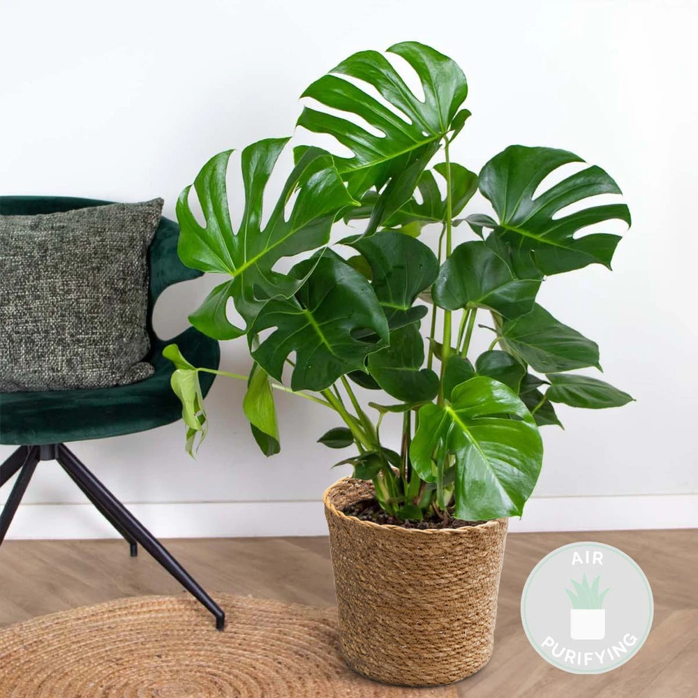 Monstera Deliciosa Incl. Panier En Jonc De Mer - Purificateur D'air - ⌀21 Cm - ↕70-80 Cm 4 Monstera Deliciosa Incl. Panier En Jonc De Mer - Purificateur D'air - ⌀21 Cm - ↕70-80 Cm – Image 2