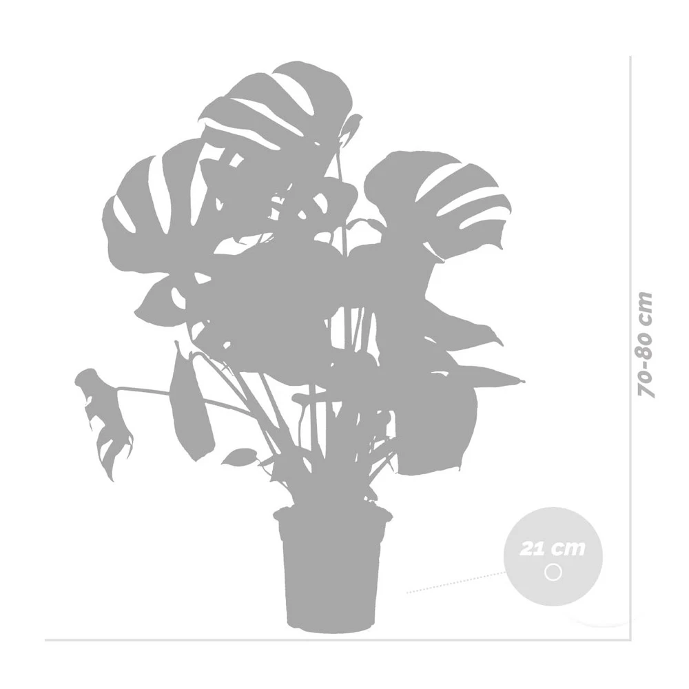 Monstera Deliciosa Incl. Panier En Jonc De Mer - Purificateur D'air - ⌀21 Cm - ↕70-80 Cm 7 Monstera Deliciosa Incl. Panier En Jonc De Mer - Purificateur D'air - ⌀21 Cm - ↕70-80 Cm – Image 5