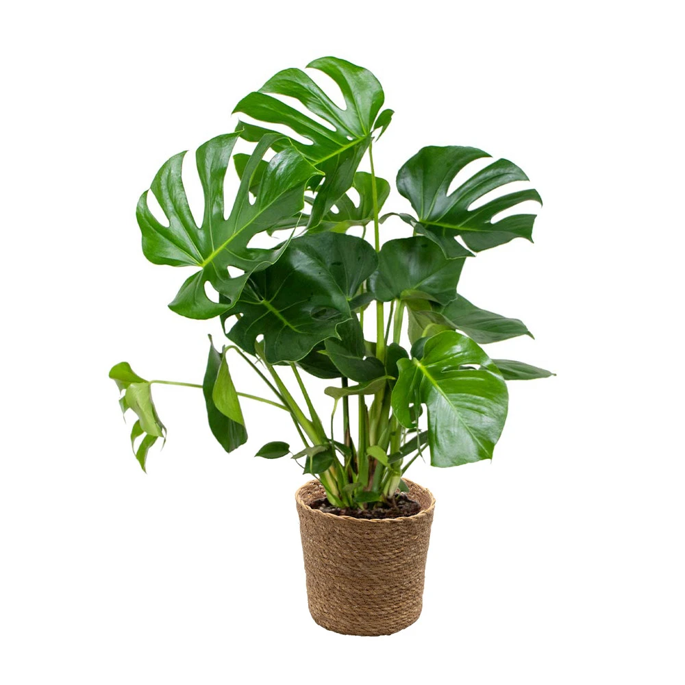 Monstera Deliciosa Incl. Panier En Jonc De Mer - Purificateur D'air - ⌀21 Cm - ↕70-80 Cm 3 Monstera Deliciosa Incl. Panier En Jonc De Mer - Purificateur D'air - ⌀21 Cm - ↕70-80 Cm