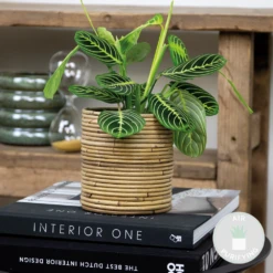 Maranta Lemon Lime – Plante De Prière – Plante D'intérieur – Purificateur D'air – ⌀12cm –↕10-15cm -Terre et Verdure 640b786de20cc6.15937714