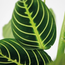 Maranta Lemon Lime – Plante De Prière – Plante D'intérieur – Purificateur D'air – ⌀12cm –↕10-15cm -Terre et Verdure 640b786e004742.79640543