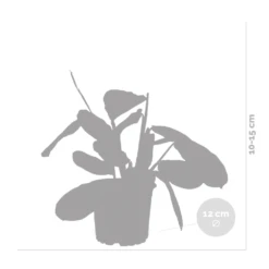 Maranta Lemon Lime – Plante De Prière – Plante D'intérieur – Purificateur D'air – ⌀12cm –↕10-15cm -Terre et Verdure 640b786e0d5cb2.39616864