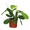 Maranta Lemon Lime – Plante De Prière – Plante D'intérieur – Purificateur D'air – ⌀12cm –↕10-15cm -Terre et Verdure 640b786e13a4d5.34233717