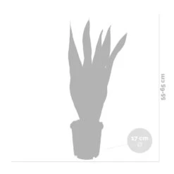 2x Sansevieria 'laurentii' Xl – Langue De Dame – Succulente – Facile à Entretenir – ⌀17cm – ↕55-65 Cm -Terre et Verdure 640b787fb1b790.19239259
