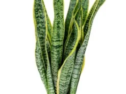 2x Sansevieria 'laurentii' Xl – Langue De Dame – Succulente – Facile à Entretenir – ⌀17cm – ↕55-65 Cm -Terre et Verdure 640b787fb489e7.70309484