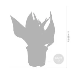 Sansevieria 'laurentii' – Sansevieria – Succulente – Peu D'entretien – ⌀12cm – ↕25-35cm 9 Sansevieria 'laurentii' – Sansevieria – Succulente – Peu D'entretien – ⌀12cm – ↕25-35cm -Terre et Verdure 640b7892936c92.85423753