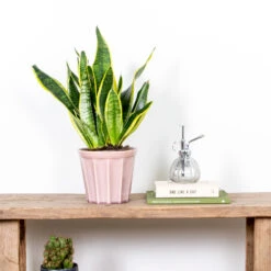 Sansevieria 'laurentii' – Sansevieria – Succulente – Peu D'entretien – ⌀12cm – ↕25-35cm 7 Sansevieria 'laurentii' – Sansevieria – Succulente – Peu D'entretien – ⌀12cm – ↕25-35cm -Terre et Verdure 640b7892a30470.84983856