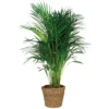 Dypsis Lutescens Incl. Panier En Jonc De Mer - Facile D'entretien - ⌀21 Cm - ↕100-110 Cm -Terre et Verdure 640b7898d0e716.90163002