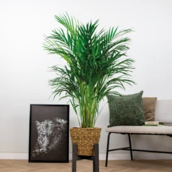 Dypsis Lutescens Incl. Panier En Jonc De Mer - Facile D'entretien - ⌀21 Cm - ↕100-110 Cm 8 Dypsis Lutescens Incl. Panier En Jonc De Mer - Facile D'entretien - ⌀21 Cm - ↕100-110 Cm -Terre et Verdure 640b7898da3b57.39149107