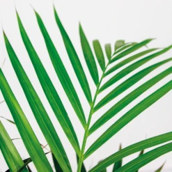 Dypsis Lutescens Incl. Panier En Jonc De Mer - Facile D'entretien - ⌀21 Cm - ↕100-110 Cm 9 Dypsis Lutescens Incl. Panier En Jonc De Mer - Facile D'entretien - ⌀21 Cm - ↕100-110 Cm -Terre et Verdure 640b7898e19b00.69601100