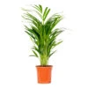 Dypsis Lutescens - Golden Palm - Plante D'intérieur - Entretien Facile - ⌀17 Cm - ↕60-70 Cm -Terre et Verdure 640b789a3b5ad6.31979801