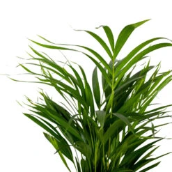 Dypsis Lutescens - Golden Palm - Plante D'intérieur - Entretien Facile - ⌀17 Cm - ↕60-70 Cm 9 Dypsis Lutescens - Golden Palm - Plante D'intérieur - Entretien Facile - ⌀17 Cm - ↕60-70 Cm -Terre et Verdure 640b789a61f743.14431000