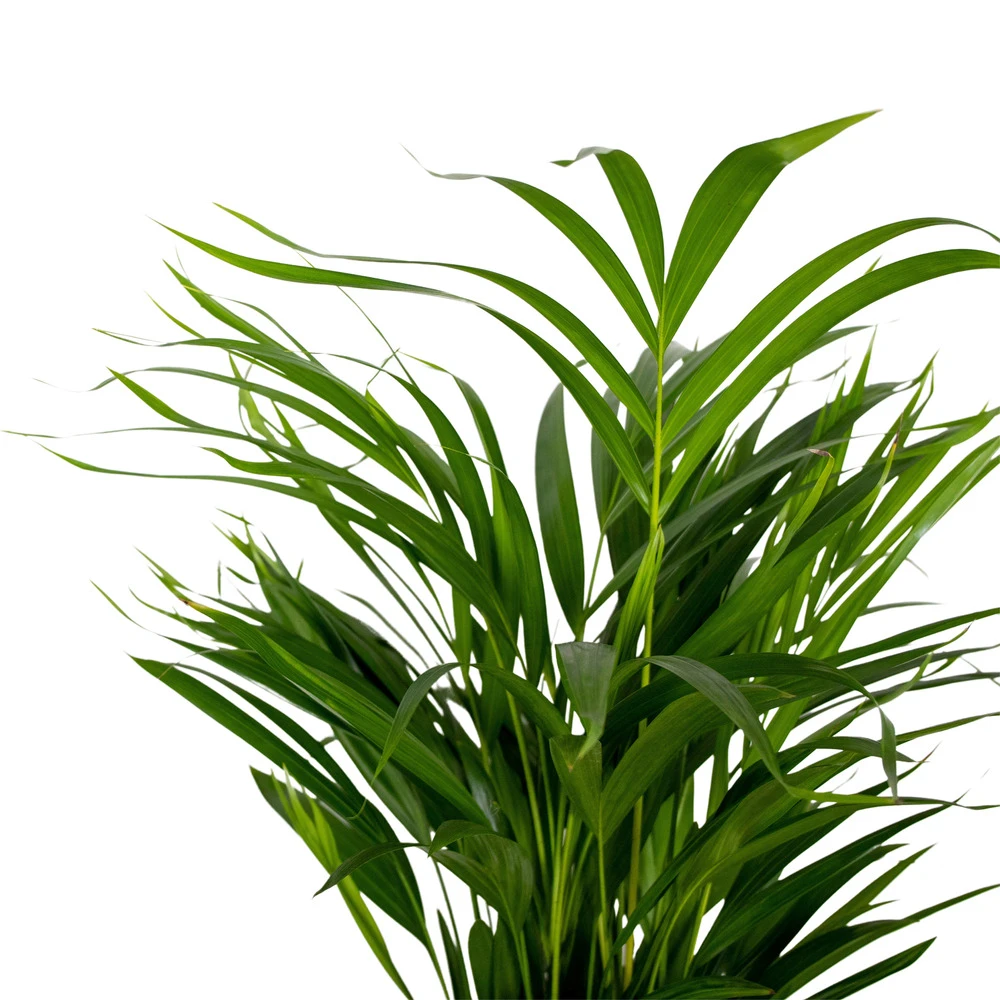 Dypsis Lutescens - Golden Palm - Plante D'intérieur - Entretien Facile - ⌀17 Cm - ↕60-70 Cm 5 Dypsis Lutescens - Golden Palm - Plante D'intérieur - Entretien Facile - ⌀17 Cm - ↕60-70 Cm – Image 3