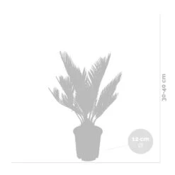 2x Cycas Revoluta – Peace Palm – Palmier – Facile D'entretien - ⌀12 Cm - ↕30-40 Cm -Terre et Verdure 640b789c52ce85.05361926