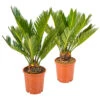 2x Cycas Revoluta – Peace Palm – Palmier – Facile D'entretien - ⌀12 Cm - ↕30-40 Cm -Terre et Verdure 640b789c5ae845.02523107
